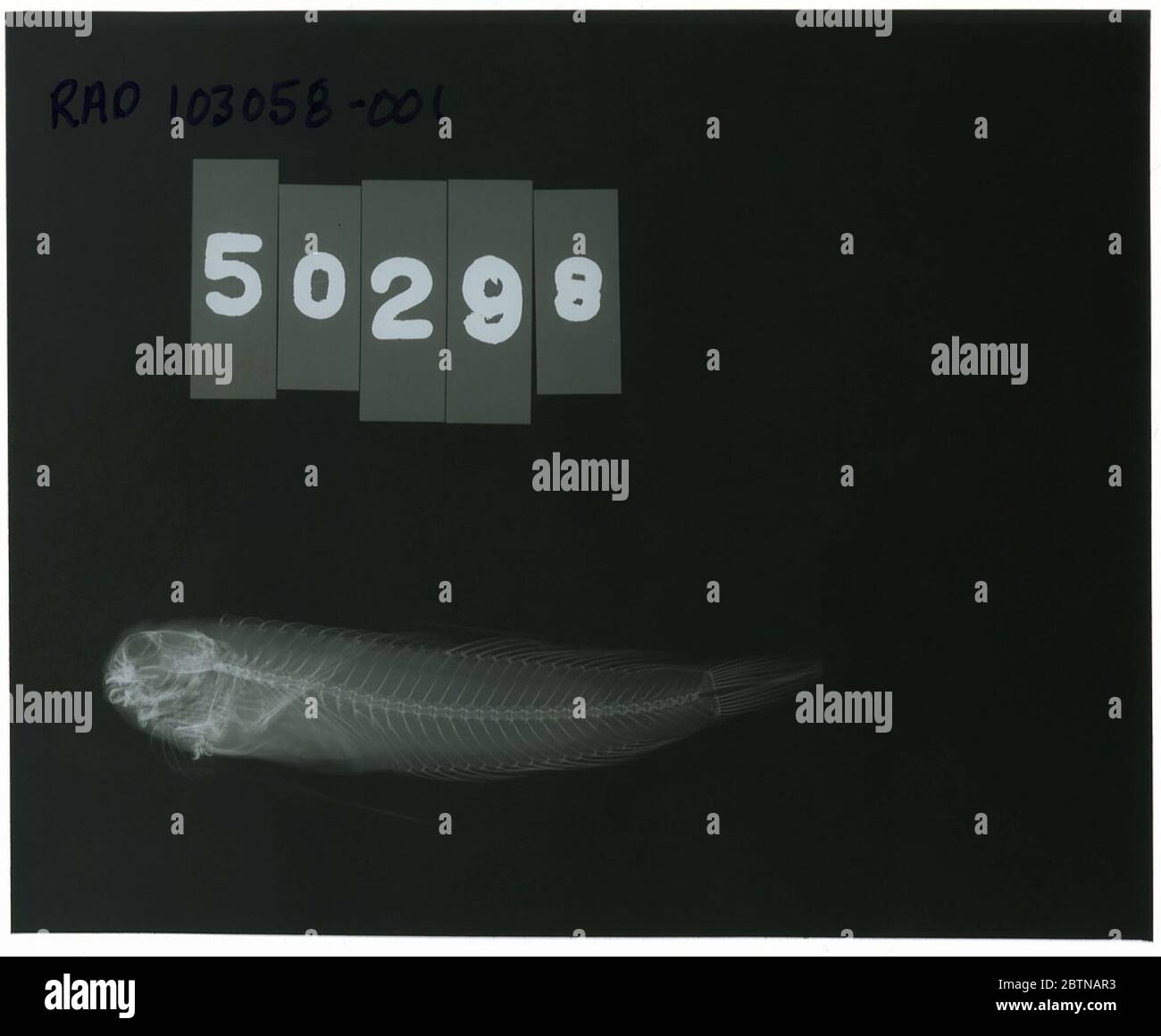 Scartichthys Stellifer Jordan Synder. Die Röntgenaufnahme ist von einem Paratyp; die Smithsonian NMNH Division of Fishes verwendet die Konvention, den ursprünglichen Artnamen für Typexemplare beizubehalten, die zum Zeitpunkt der Beschreibung benannt wurden. Der derzeit akzeptierte Name für diese Art ist Entomacrodus stellifer.25 Okt 20181 Stockfoto