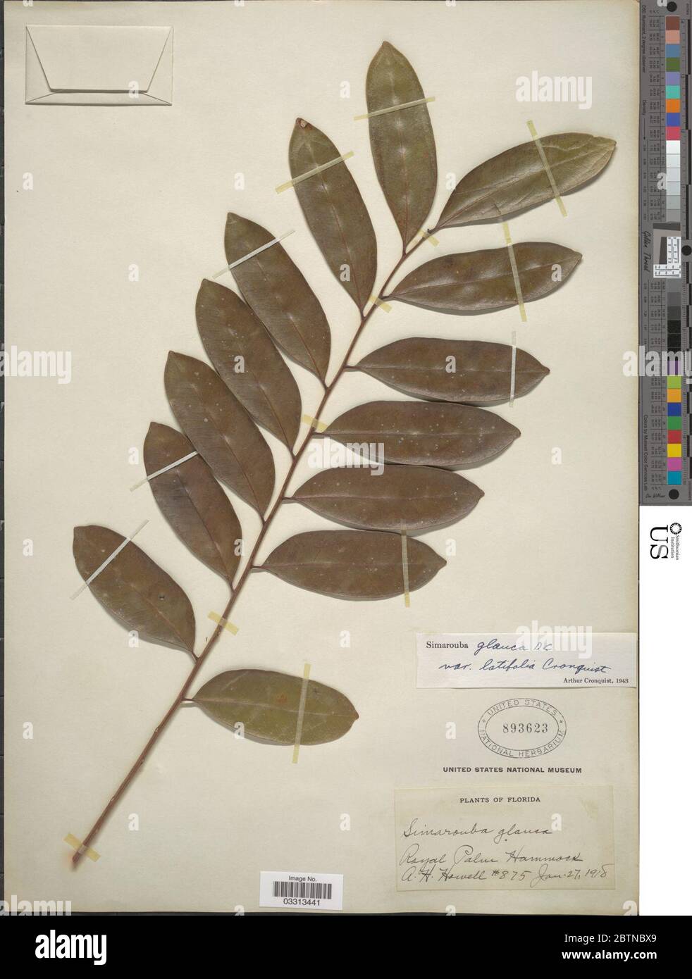 Simarouba glauca DC. Juli 20191, 12 Stockfoto