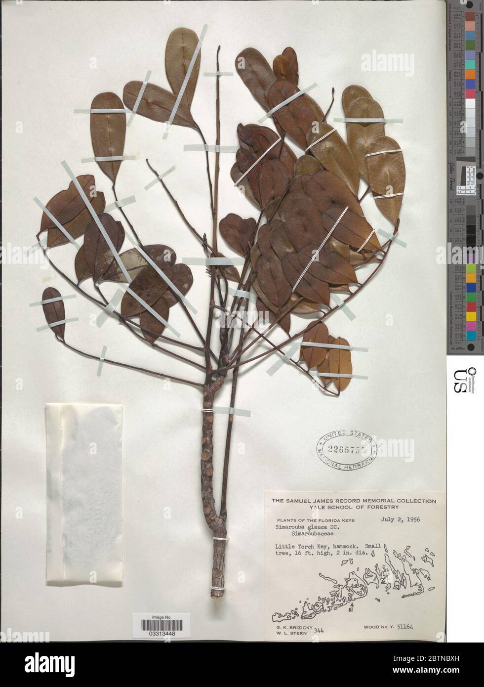 Simarouba glauca DC. Juli 20191, 12 Stockfoto