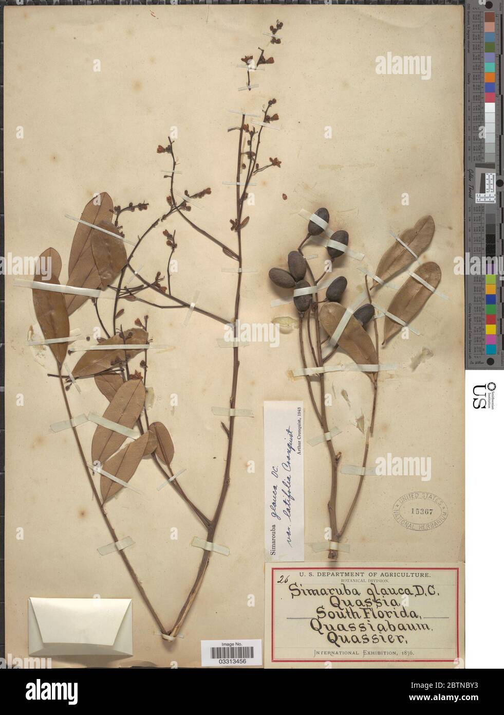 Simarouba glauca DC. Juli 20191, 12 Stockfoto