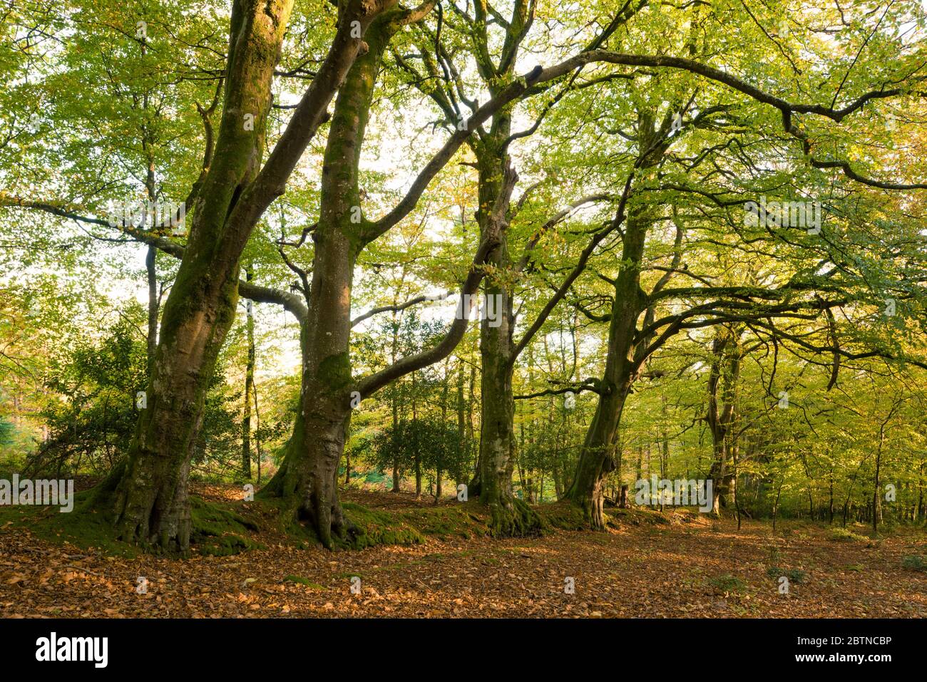 Morgen Herbstsonne in einem Laubwald am Crook Horn Hill im Exmoor National Park, Somerset, England. Stockfoto