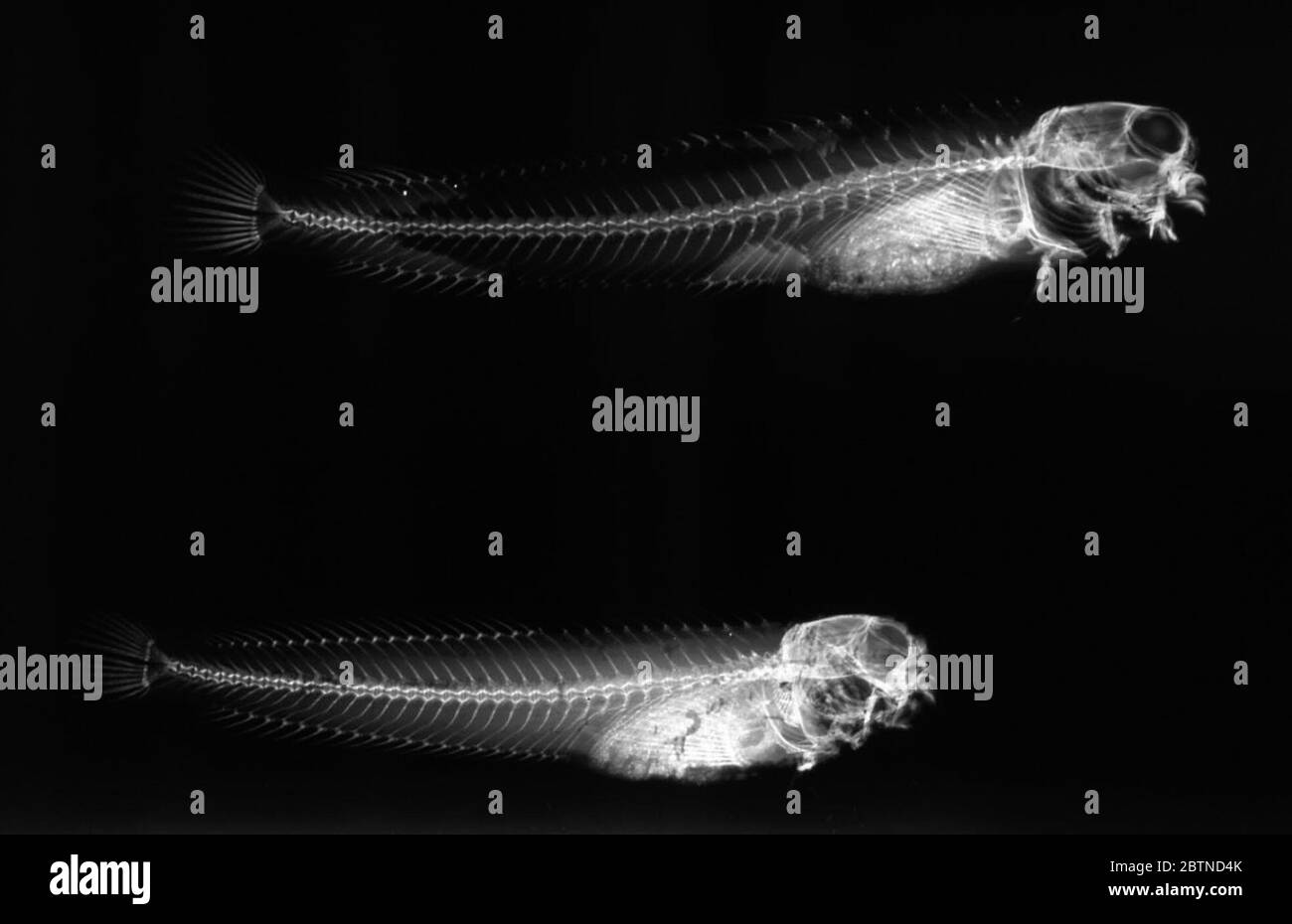 Istiblennius dussumieri. Mai 20192 Stockfoto