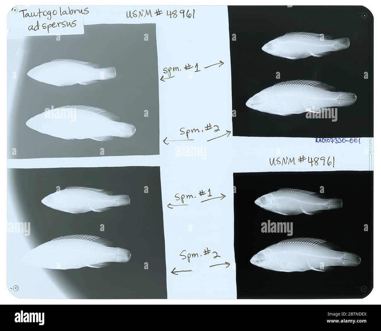 Tautogolabrus adspersus. 17 November 20152 Stockfoto