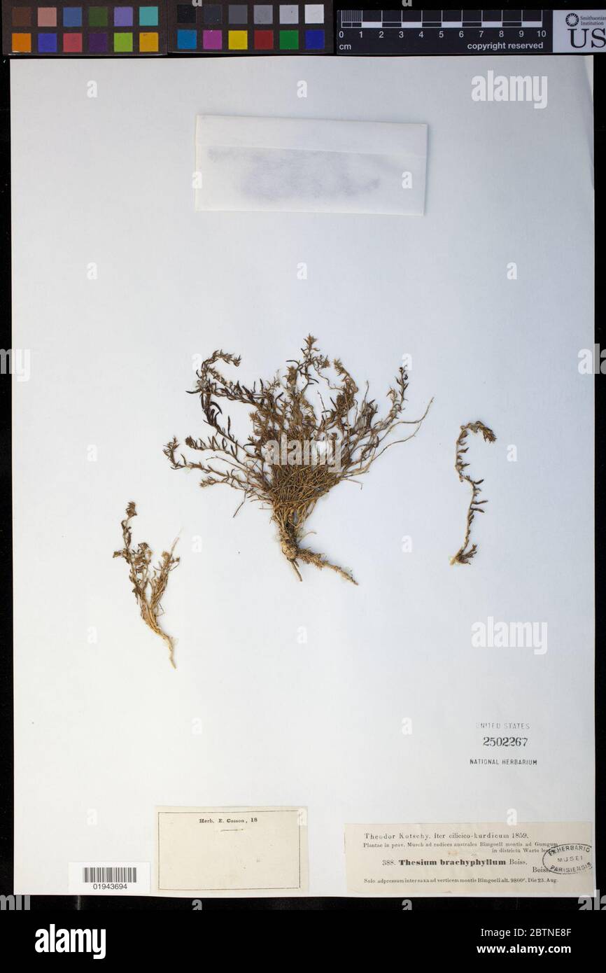 Thäsium brachyphyllum Boissa. 20 Sept. 20191 Stockfoto