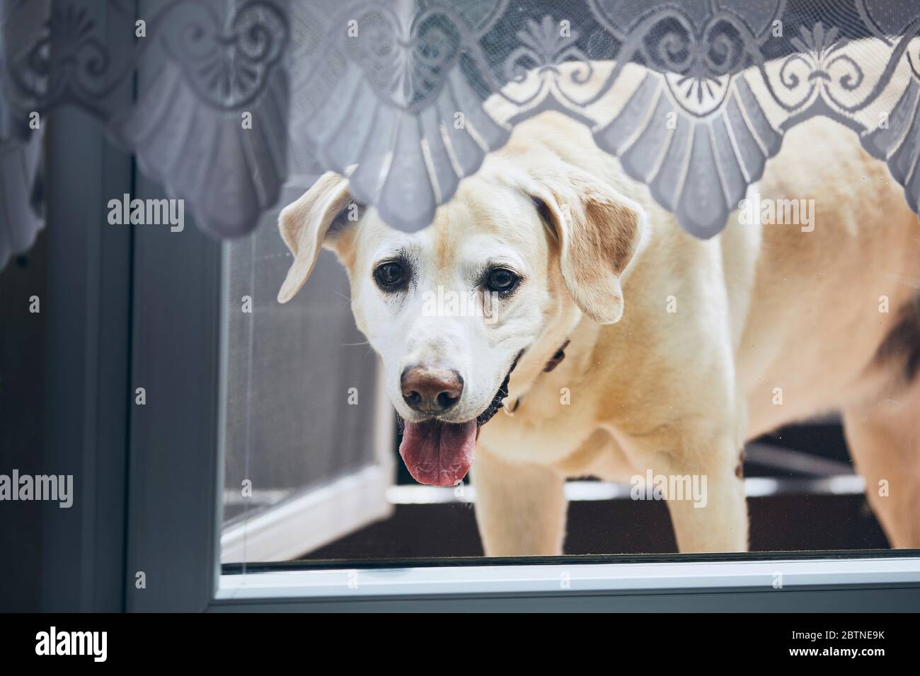 Neugieriger Hund zu Hause. Labrador schaut durch das Fenster. Stockfoto