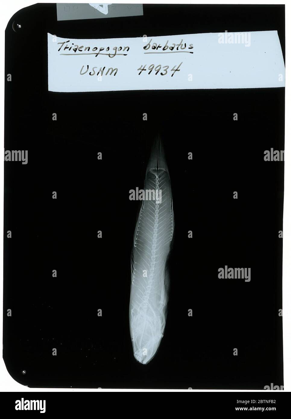 Tridentiger barbatus. Geröntgt für dr. Lachner21. Februar 20181 Stockfoto