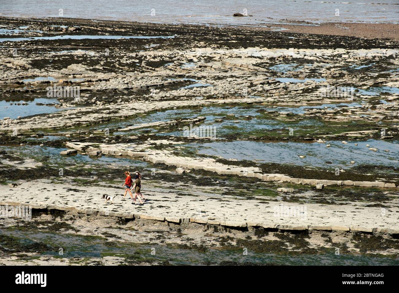 Kilve Beach, Somerset, Großbritannien, bekannt für seine Schieferölvorkommen und Fossilien. Stockfoto