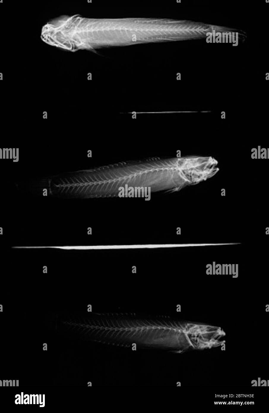 Vaimosa fontinalis Jordan Seale. 8 Exemplare, die ursprünglich im Hauptbuch aufgeführt waren, wurden auf 9 geändert, dann wurden 7 Paratypen auf usnm 171993 entfernt, wobei angeblich 2 Exemplare übrig bleiben, aber nur 1 für den 21. Februar 20181 berücksichtigt wurde Stockfoto