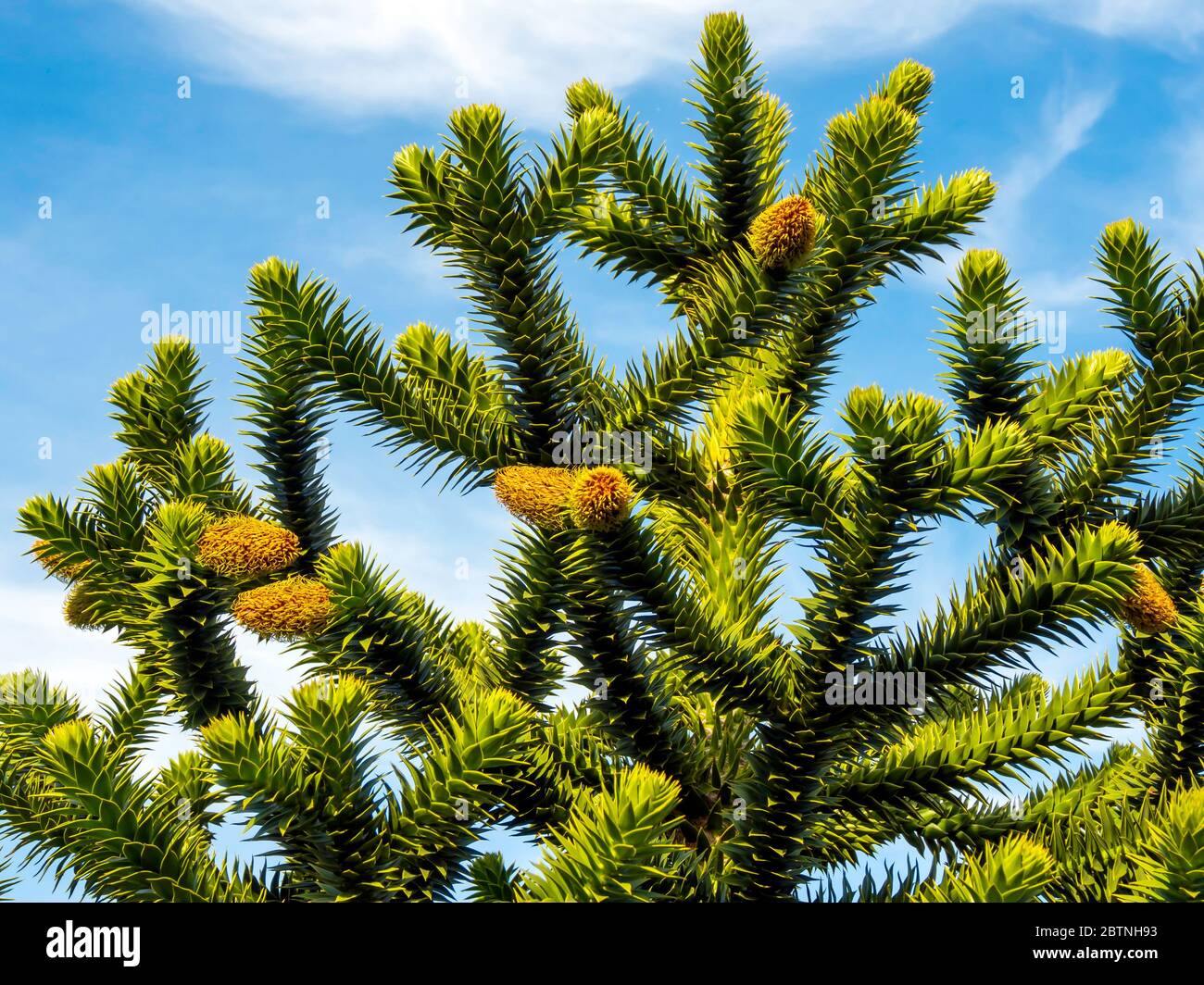 Affe Puzzle Baum Araucaria araucana ist ein Gartenbaum, der zweihäusig ist, mit Bäumen, die entweder männlich oder weiblich sind. Braune Zapfen zeigen, dass es männlich ist Stockfoto