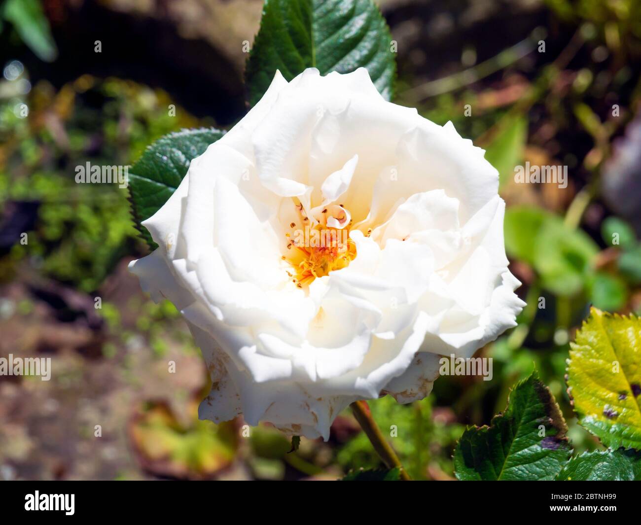 Eine einzige Blüte der Rosenart Margaret Merril, in voller Blüte im Mai in einem Garten in North Yorkshire England Stockfoto