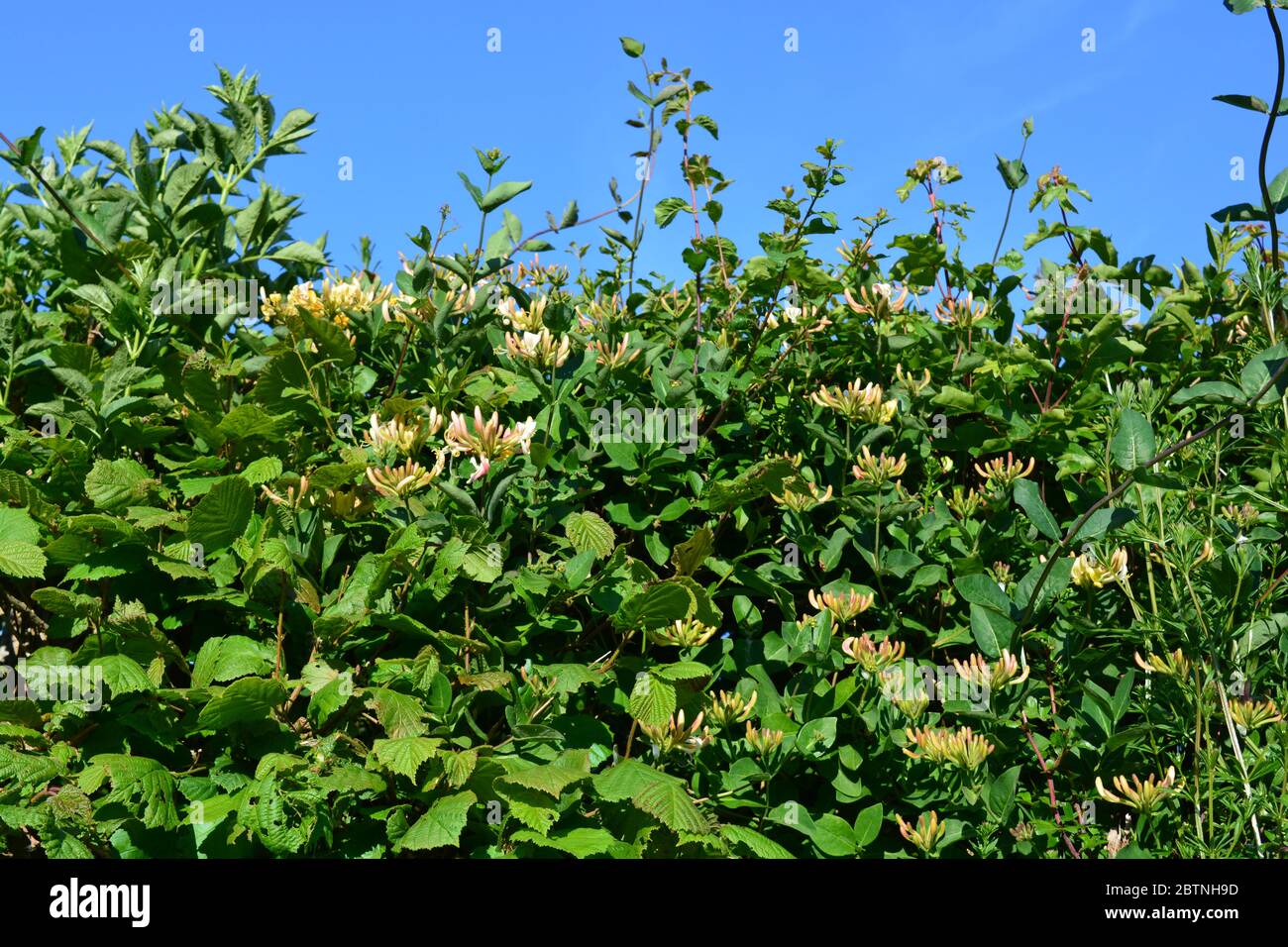 Hecke mit klebriges Willy und wildem Honeysuckle in Blüte, auch bekannt als Lonicera periclymenum Stockfoto