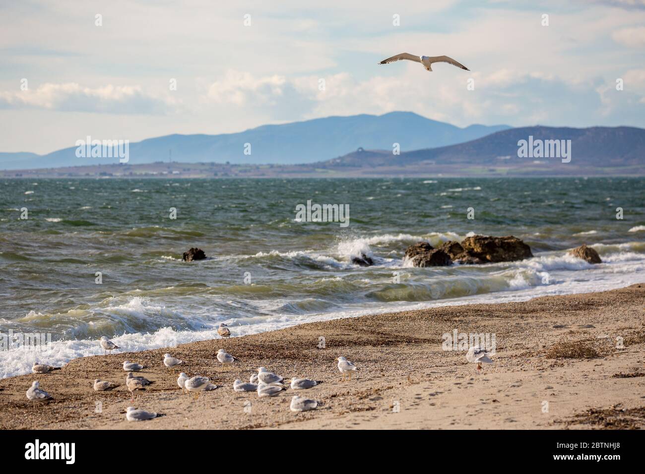 Eine Möwe, die über eine Herde Möwen fliegt, die am Strand ruhen und zum Meer schauen. Spätherbst Landschaftstag in der Nähe des Dorfes Fanari, Region Xanthi, Nordgriechenland. Selektiver Fokus Stockfoto