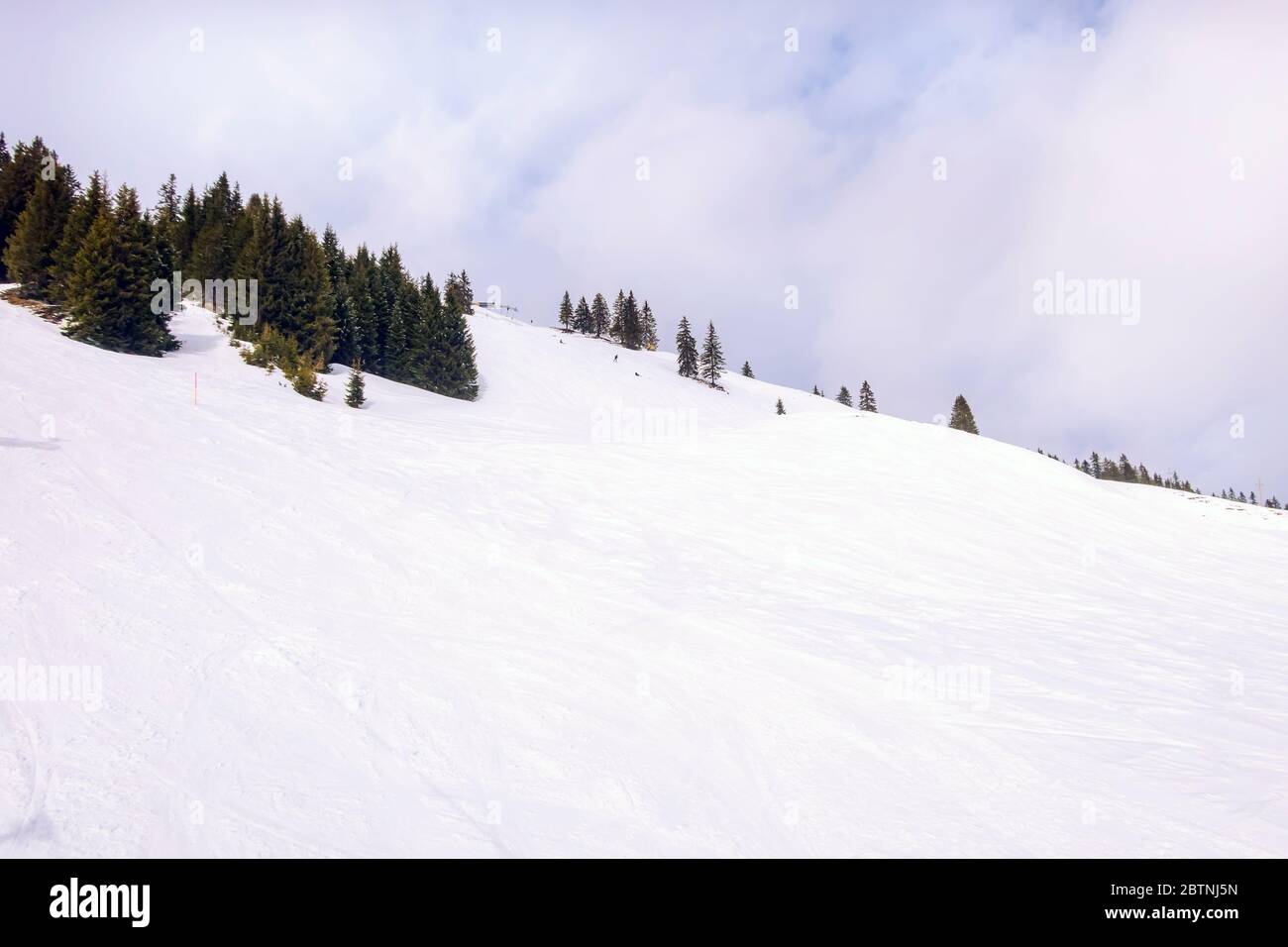Winter-Skipiste mit schneebedeckten Pinien, Saalbach-Hinterglemm, Österreich Stockfoto