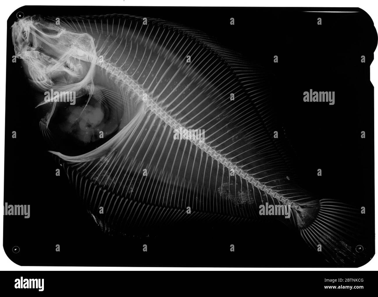 Lepidopsetta mochigarei. 11 Mai 20181 Stockfoto