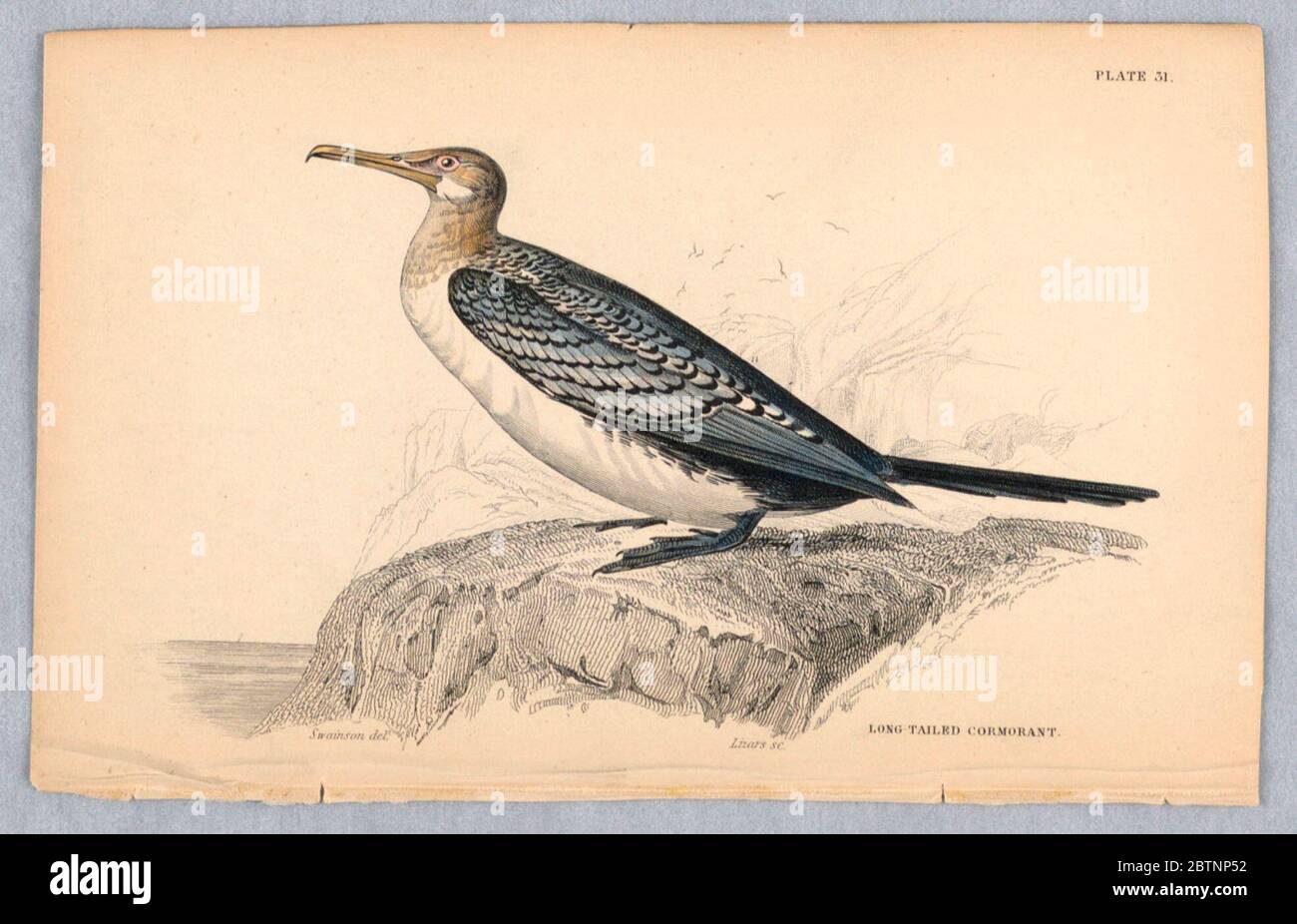 Lange Kormoran-Platte 31 von Birds of Western Africa. Forschung in ProgressGrosser schwarz-weißer Vogel mit einem kleinen braunen Kopf und dunklen Webbed Füße. Titel und Künstlernamen unten. Stockfoto