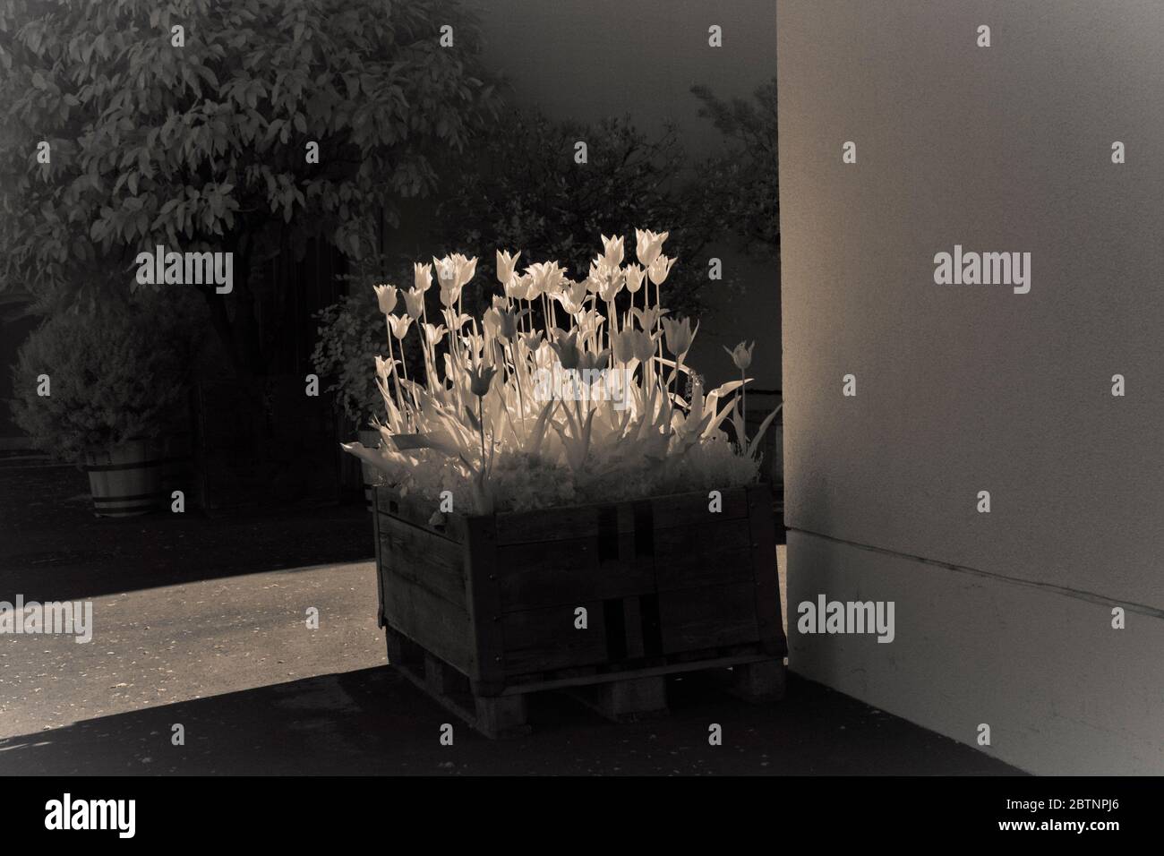 Infrarotbild - Tulpen in Holzkiste Stockfoto