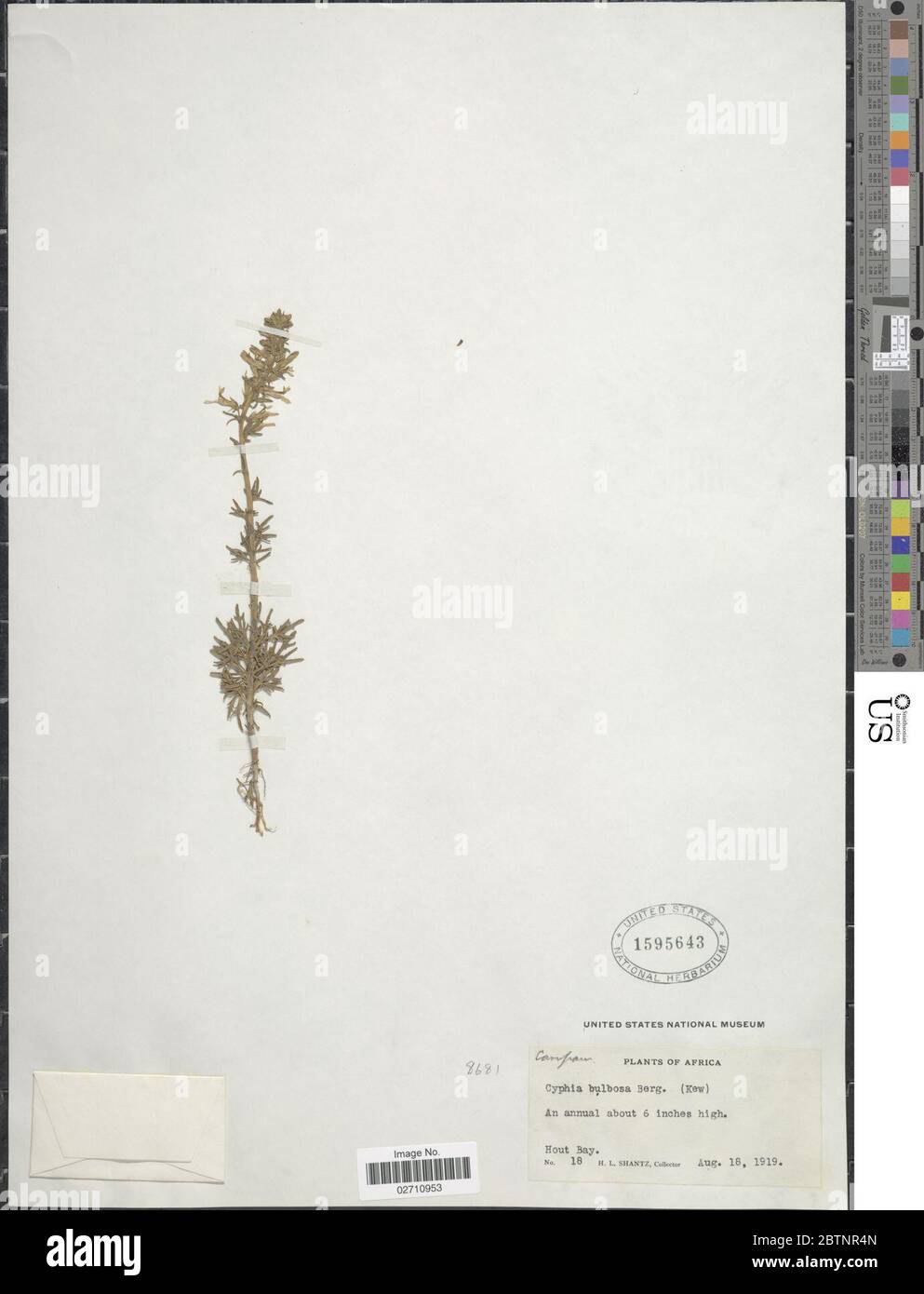 Cyphia bulbosa L PJ Bergius. Stockfoto