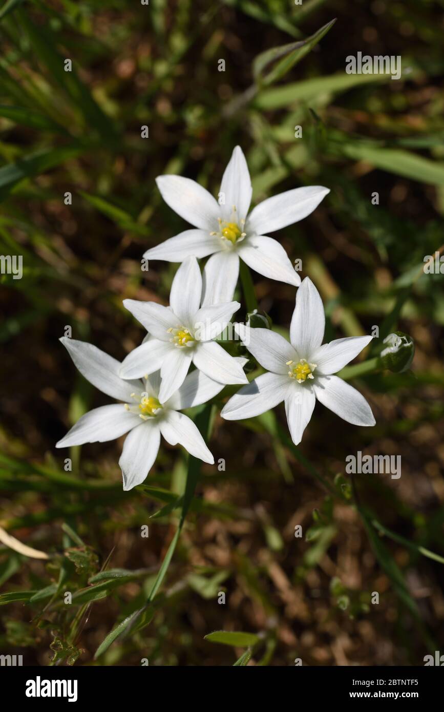 Gartenstern-von-Bethlehem, Ornithogalum umbellatum, alias Grassilie, Mittagsschlaf oder Eleven-Uhr-Dame Stockfoto