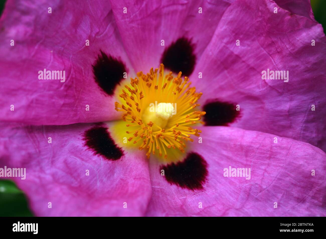 Orchidee Rockrose Cistus X Purpureus Stockfoto