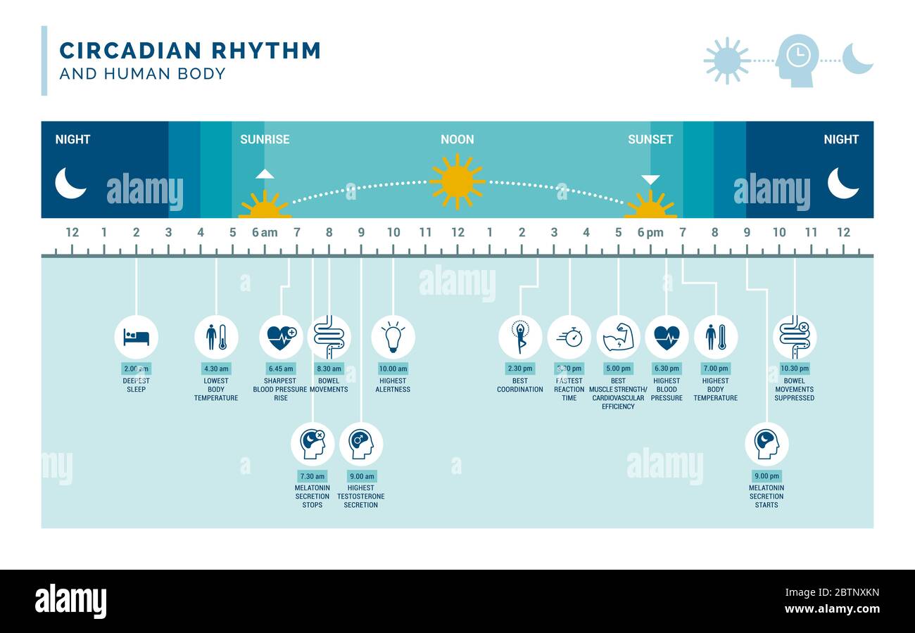 Zirkadianer Rhythmus und Schlaf-wach-Zyklus: Wie die Sonneneinstrahlung die Hormonproduktion und die Körperprozesse bei Tag und Nacht reguliert Stock Vektor