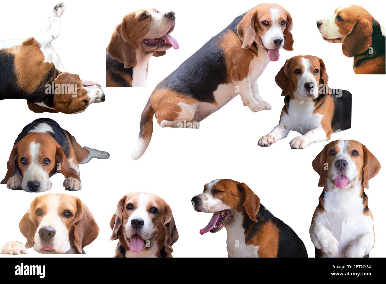Gruppe von Beagle-Hunden isoliert auf weiß Stockfoto