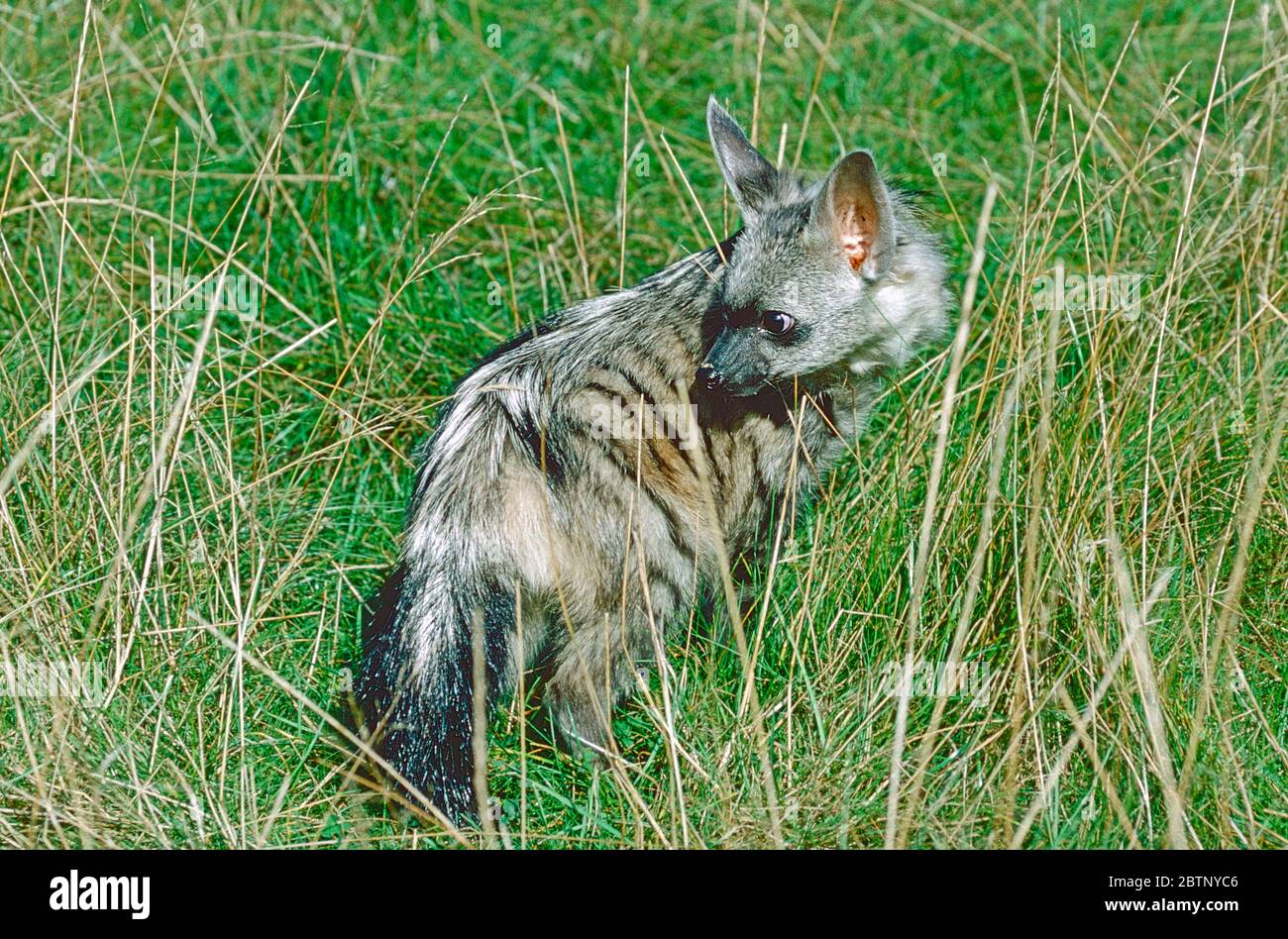 Junge Aardwolf-Frau (Proteles cristatus) aus Süd- und Ostafrika. Stockfoto