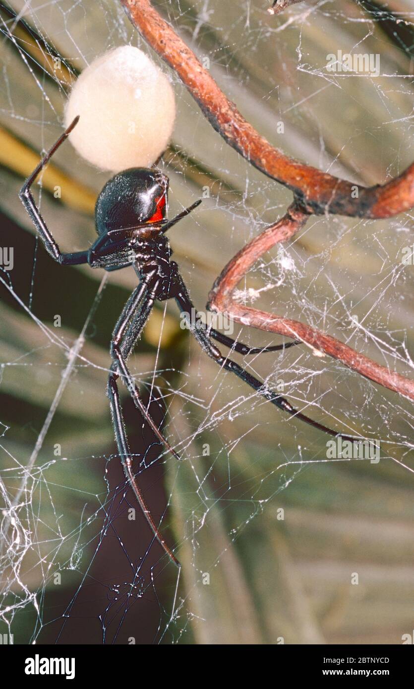 Weibliche schwarze Witwe Spinne, (Latrodectus mactans,) bewachen Eiersack. Süd-USA bis Süd-Amerika. Stockfoto