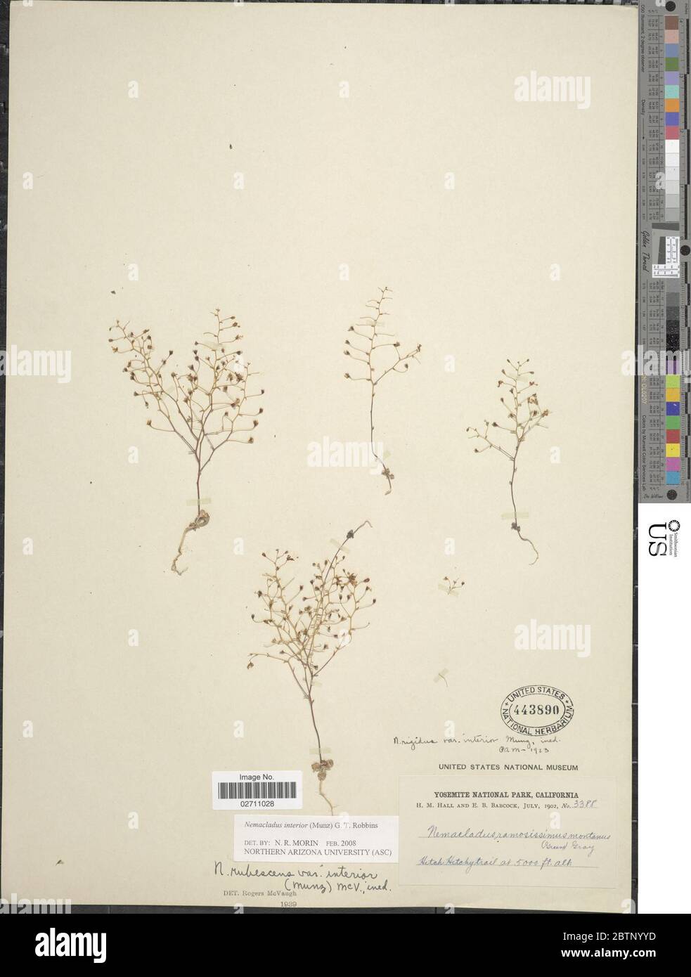 Nemacladus Innenraum Munz GT Robbins. Stockfoto