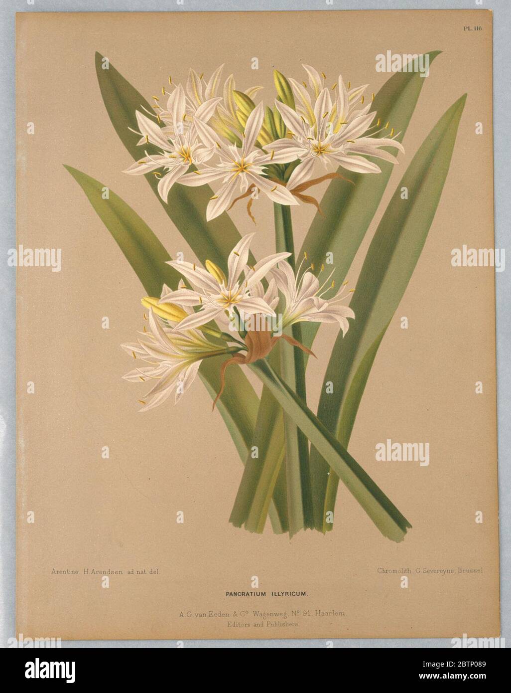 Pancratium Illyricum Platte 116 aus A C Van Eedens Flora von Haarlem. Forschung in ProgresseFarbplatte 'Pancratium Illyricum' aus A. C. Van Eeden's 'Flora of Haarlem'. Stockfoto
