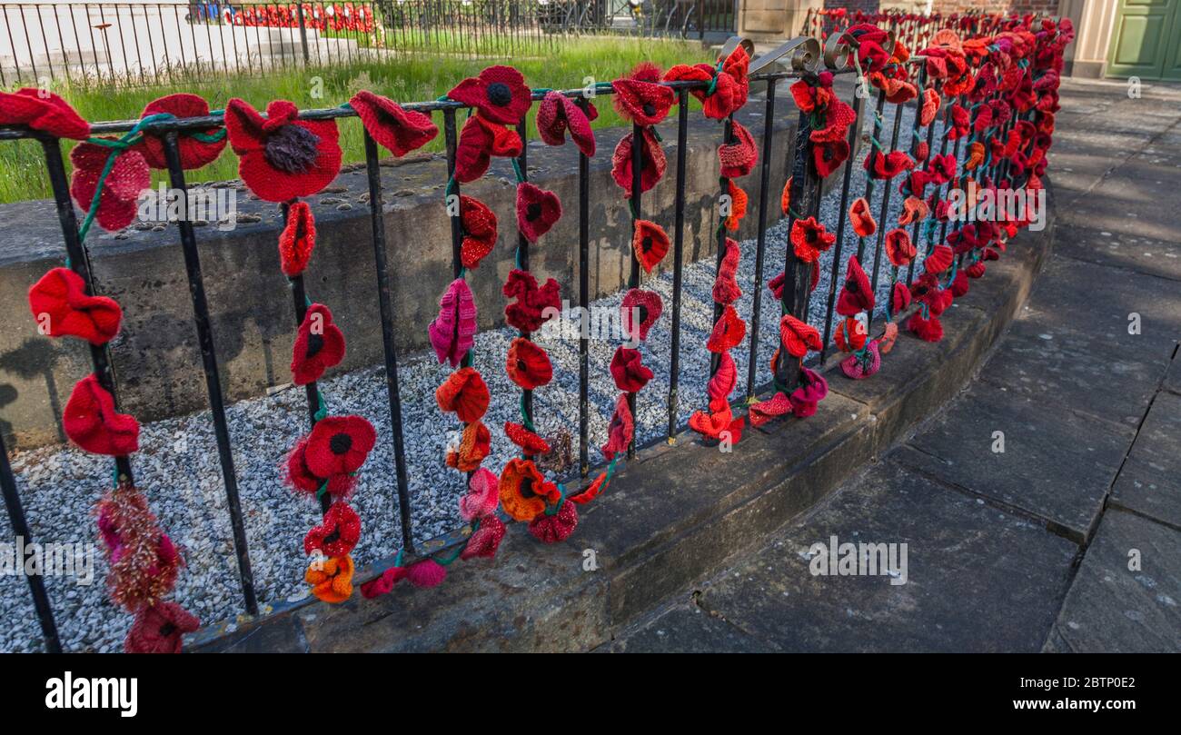 Am Kriegsdenkmal in Stockton on Tees, England, Großbritannien, wurden rote Mohnblumen von Hand gestrickt Stockfoto