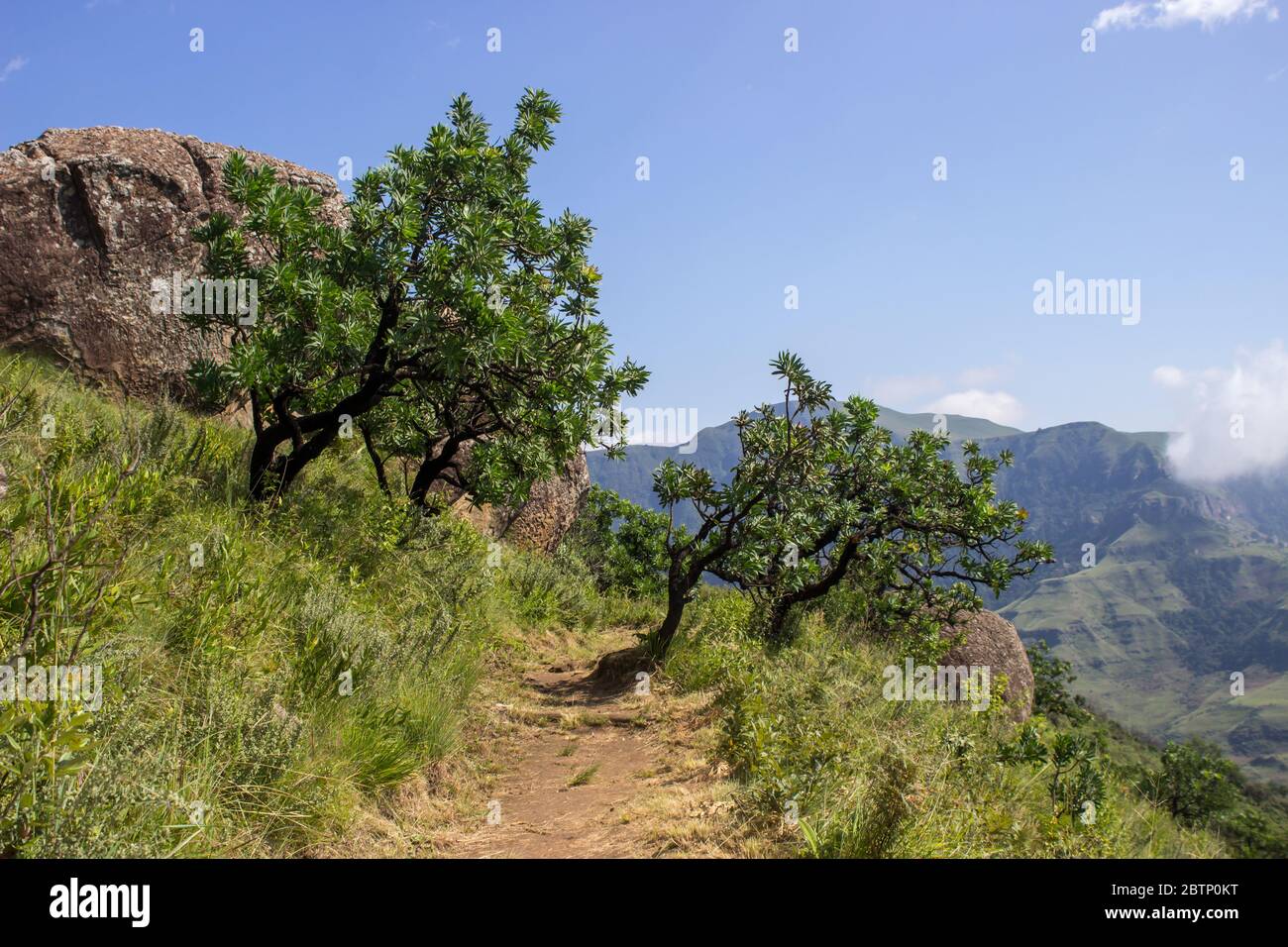 Ein Wanderweg im Drakensberg Nationalpark, umgeben von Protea Büschen im Midberg der Drakensberg Berge in Südafrika Stockfoto