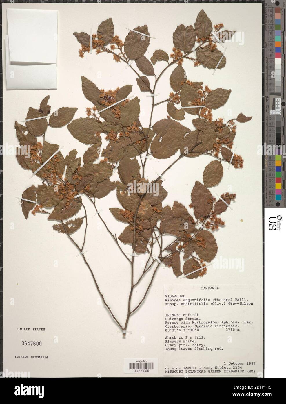 Rinorea angustifolia subsp ardisiiflora Welw ex Oliv GreyWilson. Stockfoto