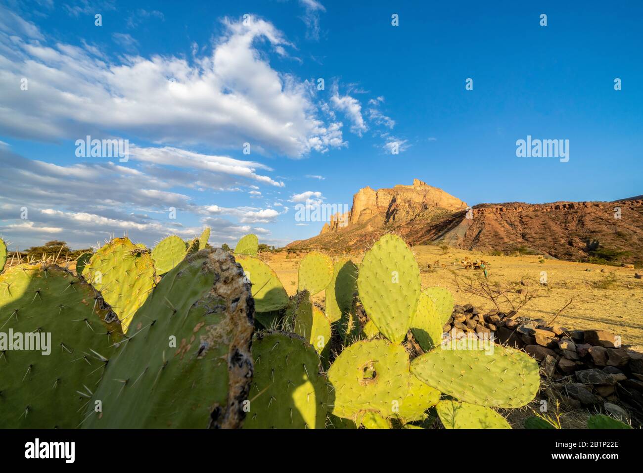 Stachelige Birnen im Tal zu Füßen der Gheralta Mountains, Hawzen, Tigray Region, Äthiopien, Afrika Stockfoto