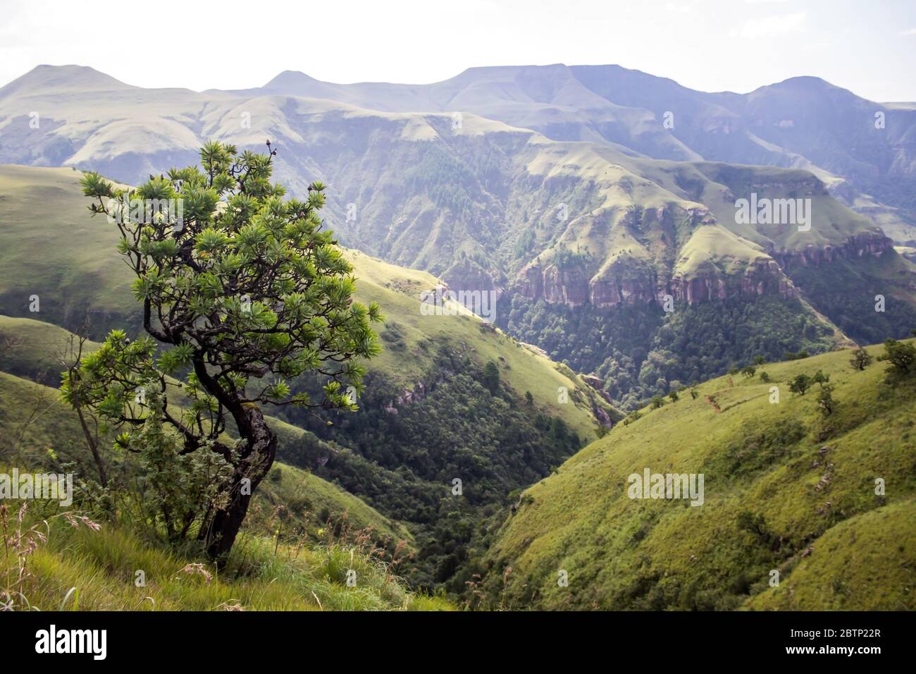 Die unteren Berge des Central Drakensberg, Südafrika am späten Nachmittag mit einem Protea-Busch im Vordergrund Stockfoto