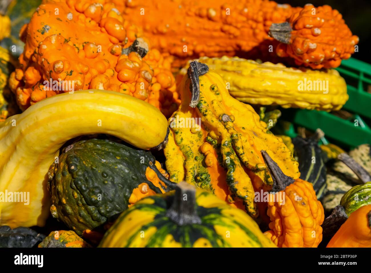 Herbstgeschenke der Natur werden auf dem Markt angeboten Stockfoto