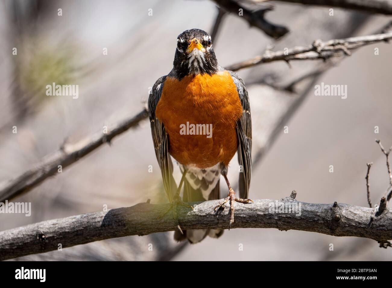 American Robin thronte in einem Baum Stockfoto