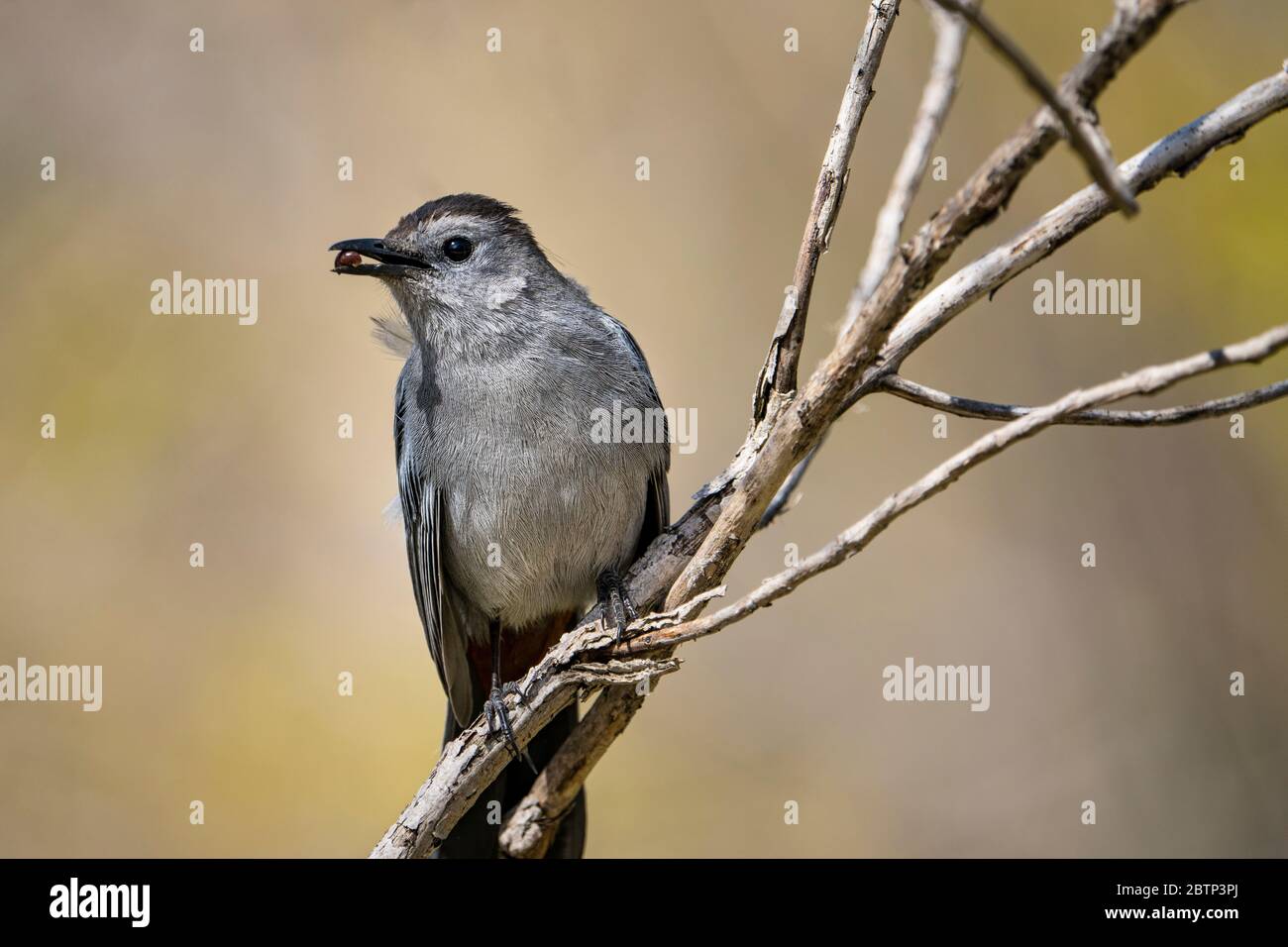 Thront Grey Catbird Nahrungssuche Stockfoto