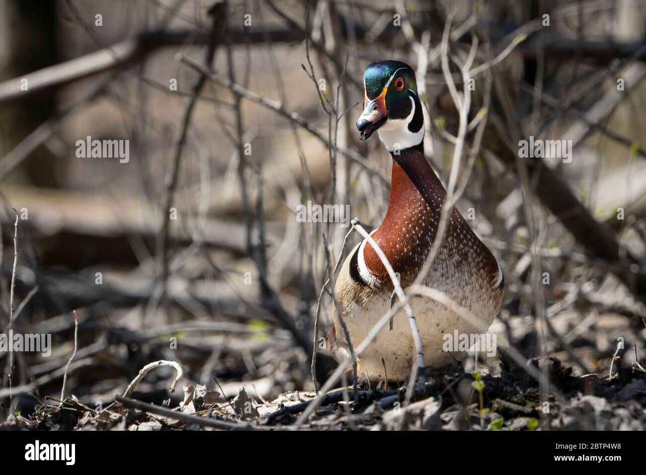Bunte Holzente im Wald an einem Fluss Stockfoto