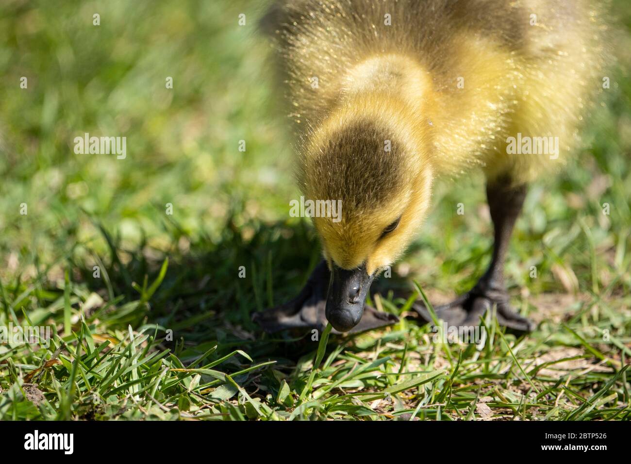 Kanada Gänseküken beim Essen in einem Park am St. Lawrence River in Kanada Stockfoto