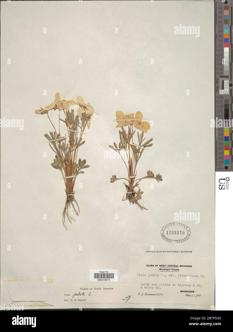 Viola pedata L. Stockfoto