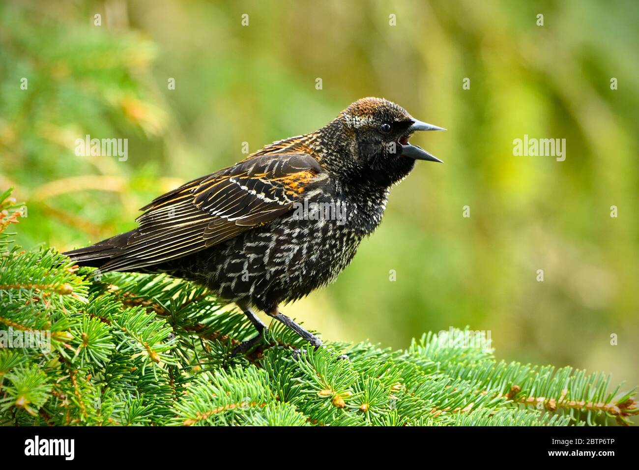 Eine unreife männliche Rotflügelamsel 'Agelaius phoeniceus', die von einem Fichtenzweig im ländlichen Alberta Kanada aus gerufen wird. Stockfoto