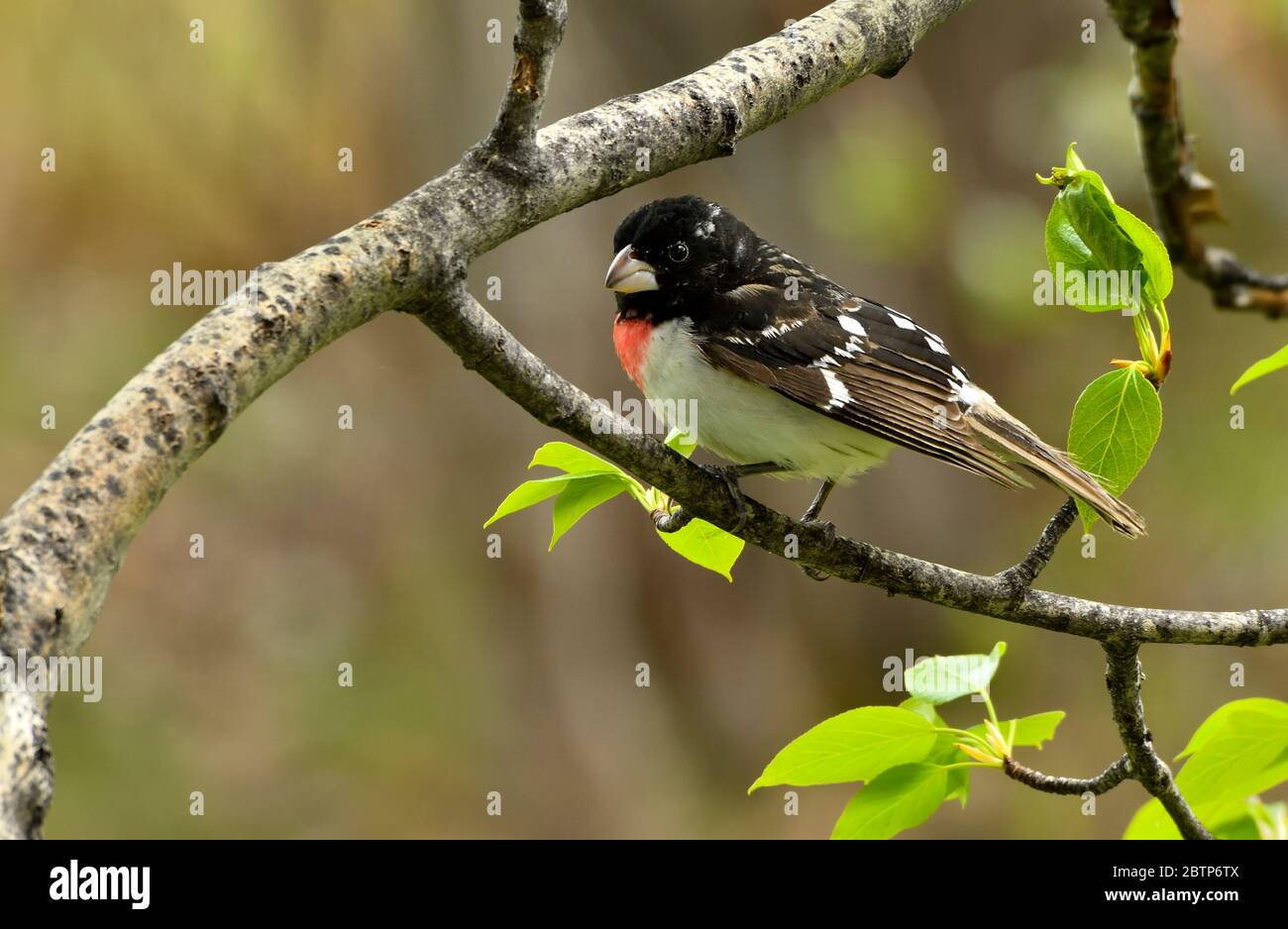 Ein Rosenreiher Grosbeak, grosbeak, Pheucticus ludovicianus', thront auf einem Zweig mit den grünen Blättern des Frühlings Stockfoto