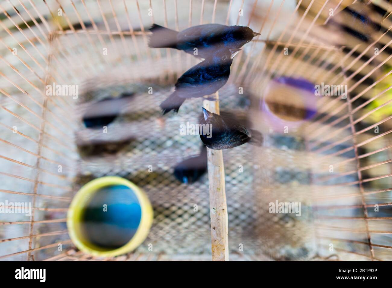 Gefangener Vogel (blau-schwarze Grasquits) werden in einem Vogelkäfig auf dem Vogelmarkt in Cartagena, Kolumbien, gesehen. Stockfoto
