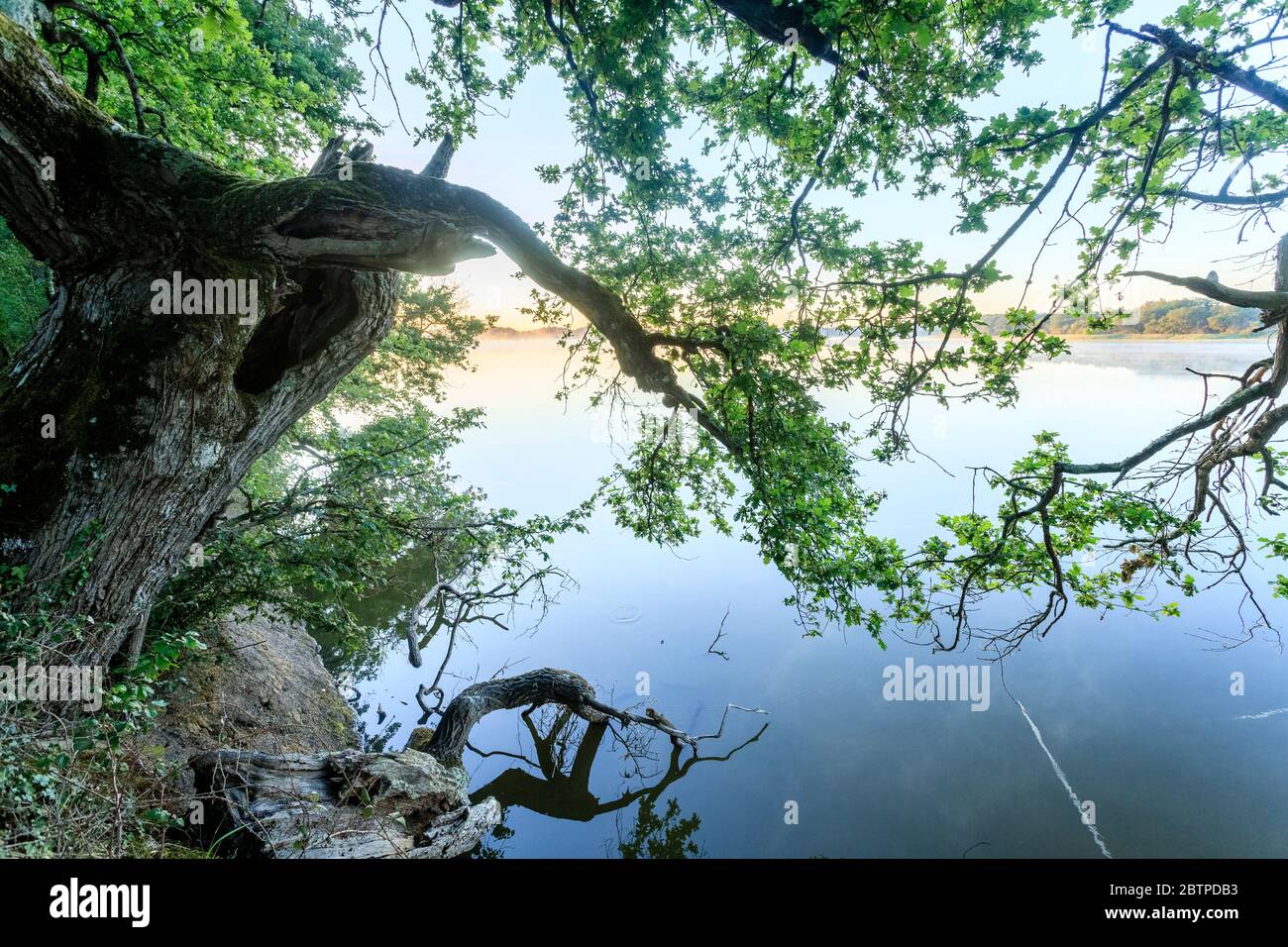 53+ Bäume Am Teich, Ob sie freie sicht auf ihren gartenteich