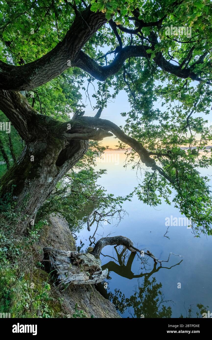 Frankreich, Indre, Berry, Brenne Regional Natural Park, Rosnay, Mer Rouge Teich, Baum am Ufer des Teiches // Frankreich, Indre(36), Berry, Parc naturel ré Stockfoto