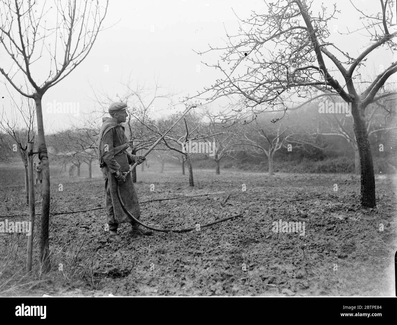 Sprühen einer Obstgarten . 1935 . Stockfoto