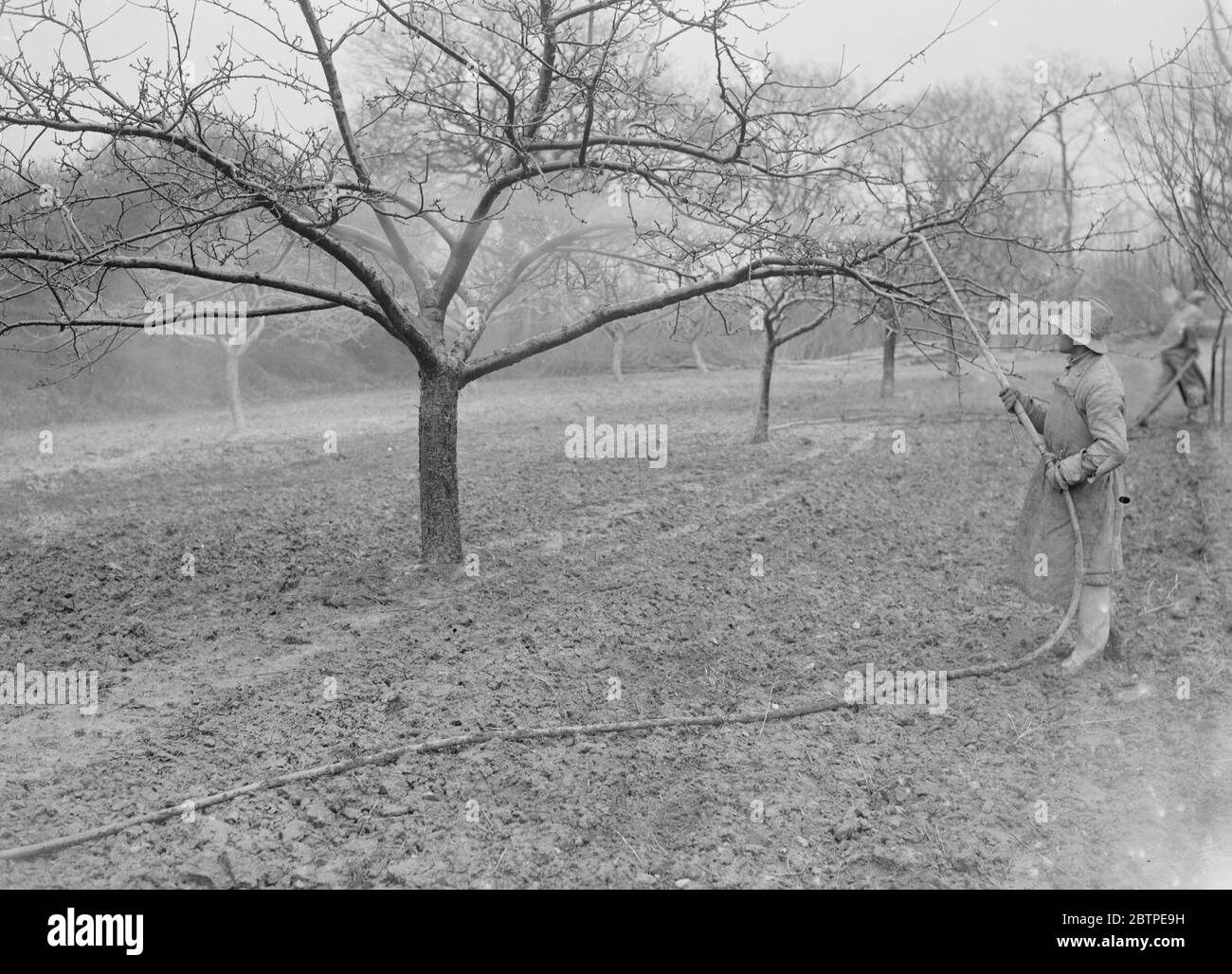 Sprühen einer Obstgarten . 1935 . Stockfoto