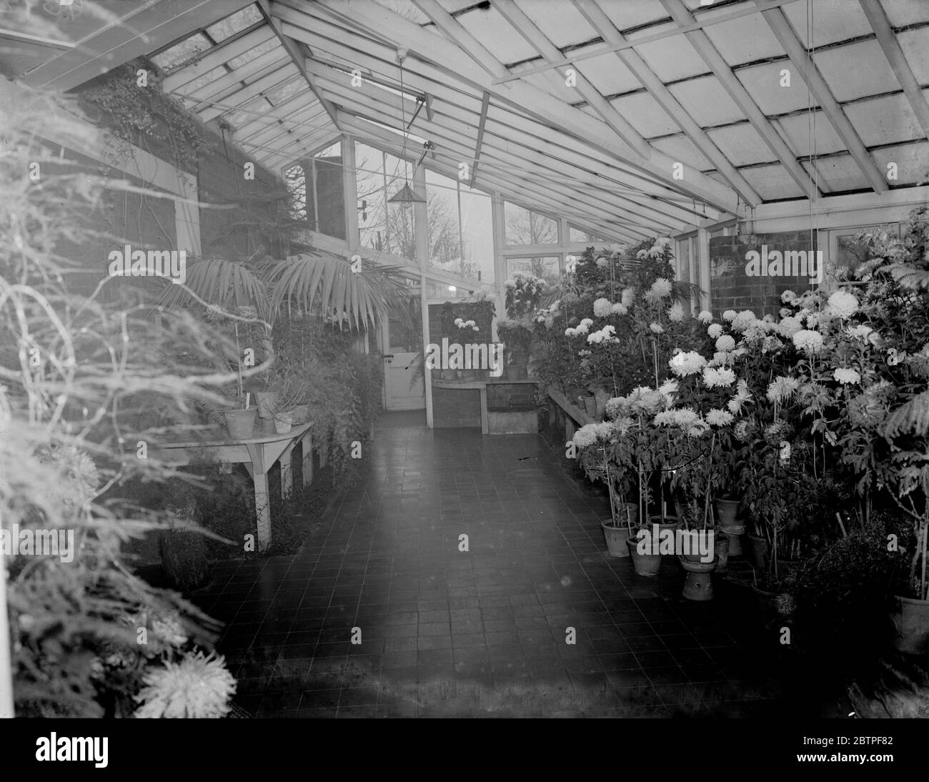 Konservatorium voller Blumen . 1937 Stockfoto