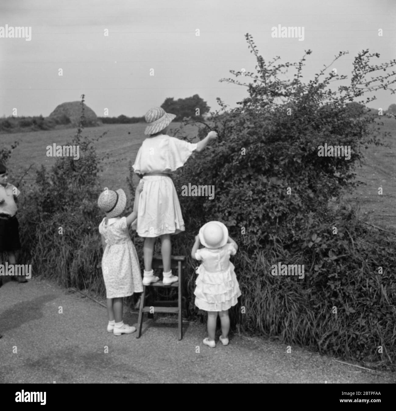 Junge Mädchen holen Brombeeren. 1936 Stockfoto