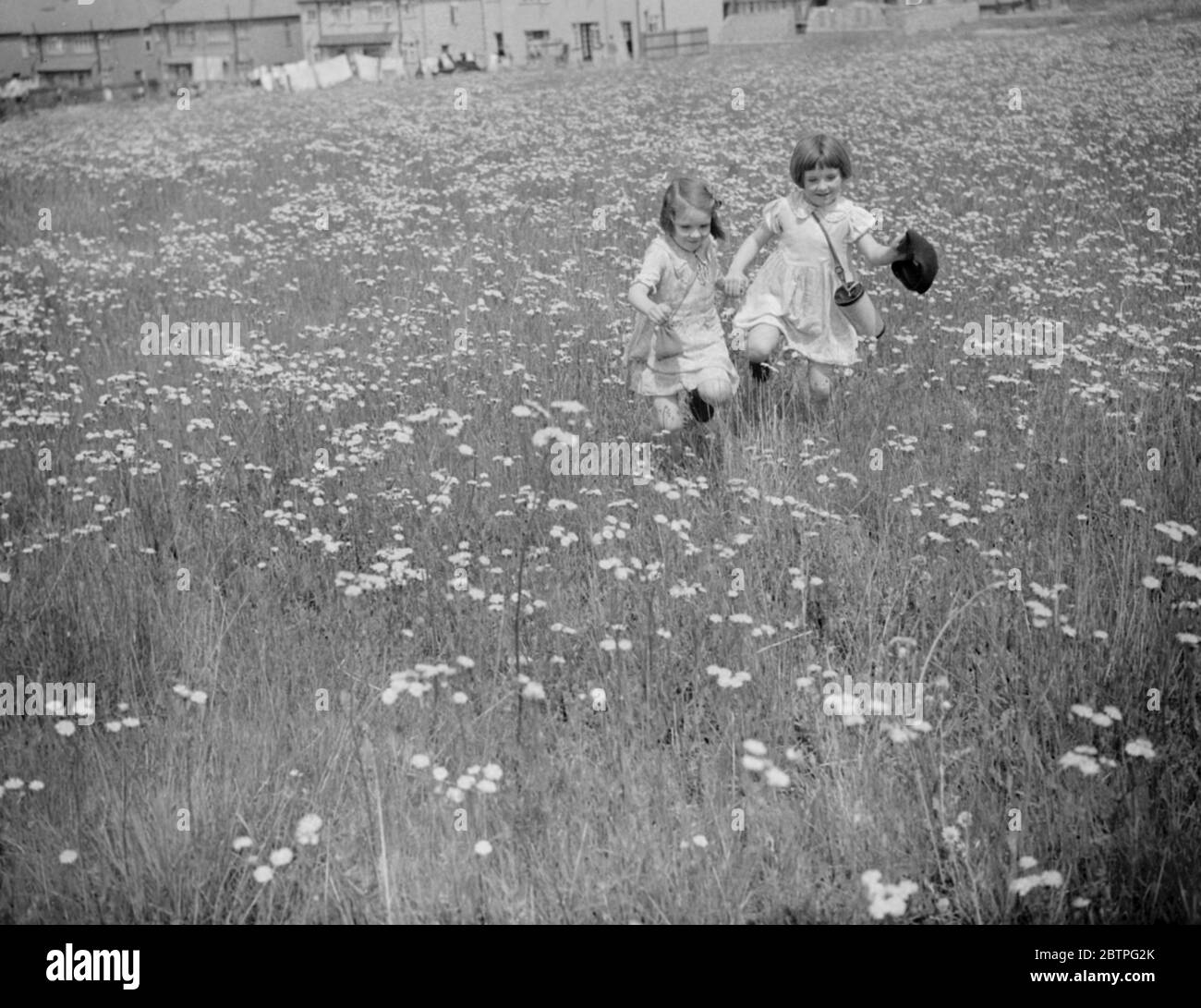 Kinder pflücken Gänseblümchen . 1939 Stockfoto